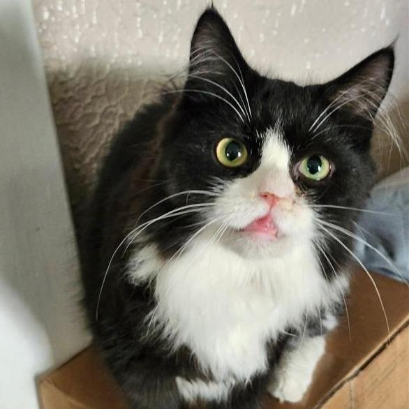 Draven, a Adoptable Domestic Long Hair in Middletown, OH image 4/6