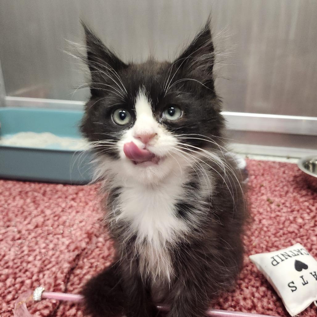 Draven, a Adoptable Domestic Long Hair in Middletown, OH image 5/6