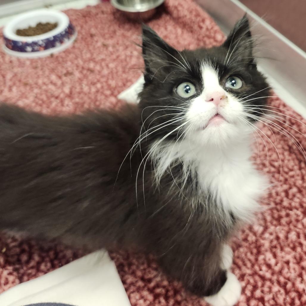 Draven, a Adoptable Domestic Long Hair in Middletown, OH image 6/6