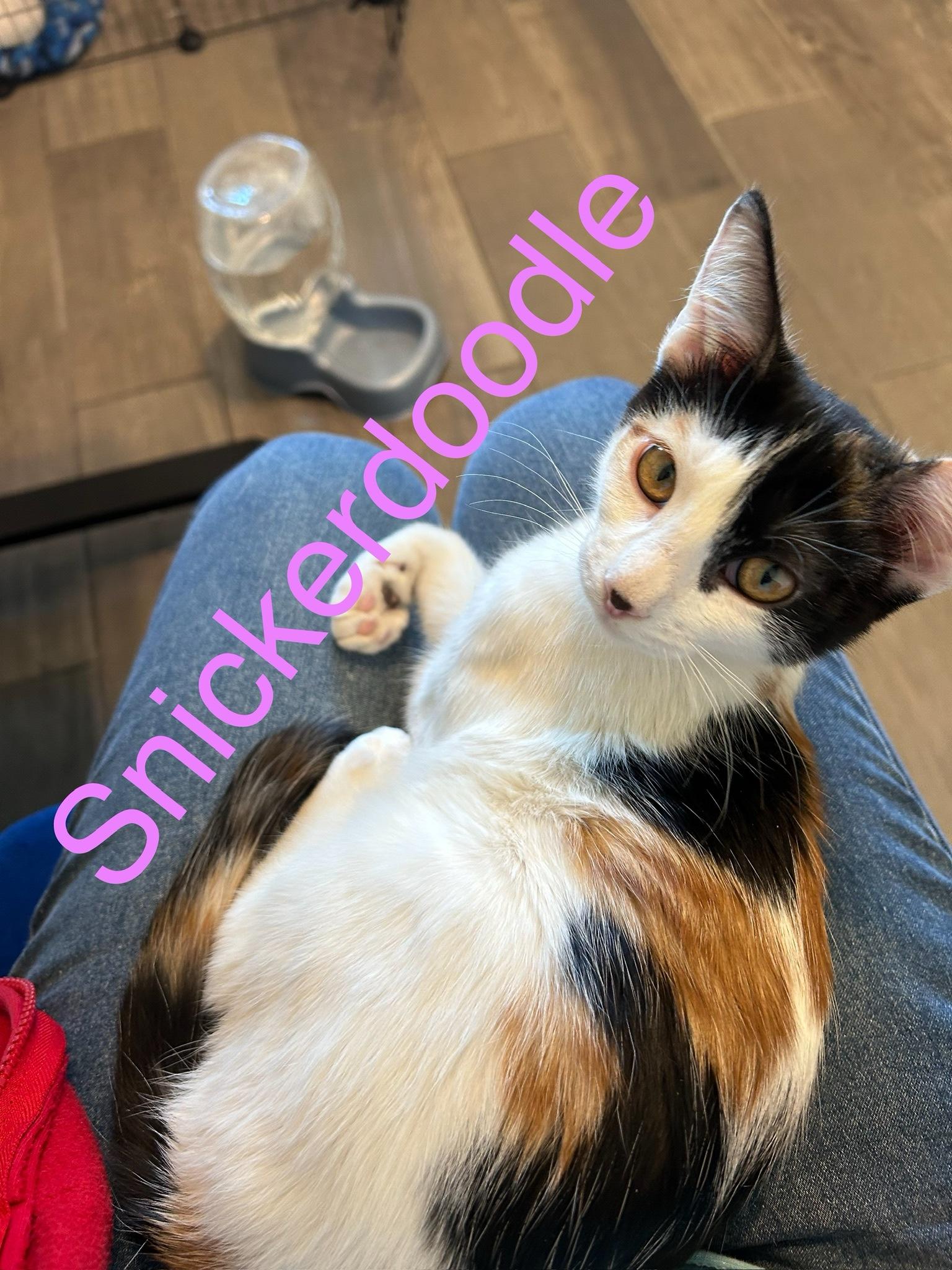 Snickerdoodle, Adopted, Young Female Domestic Short Hair.