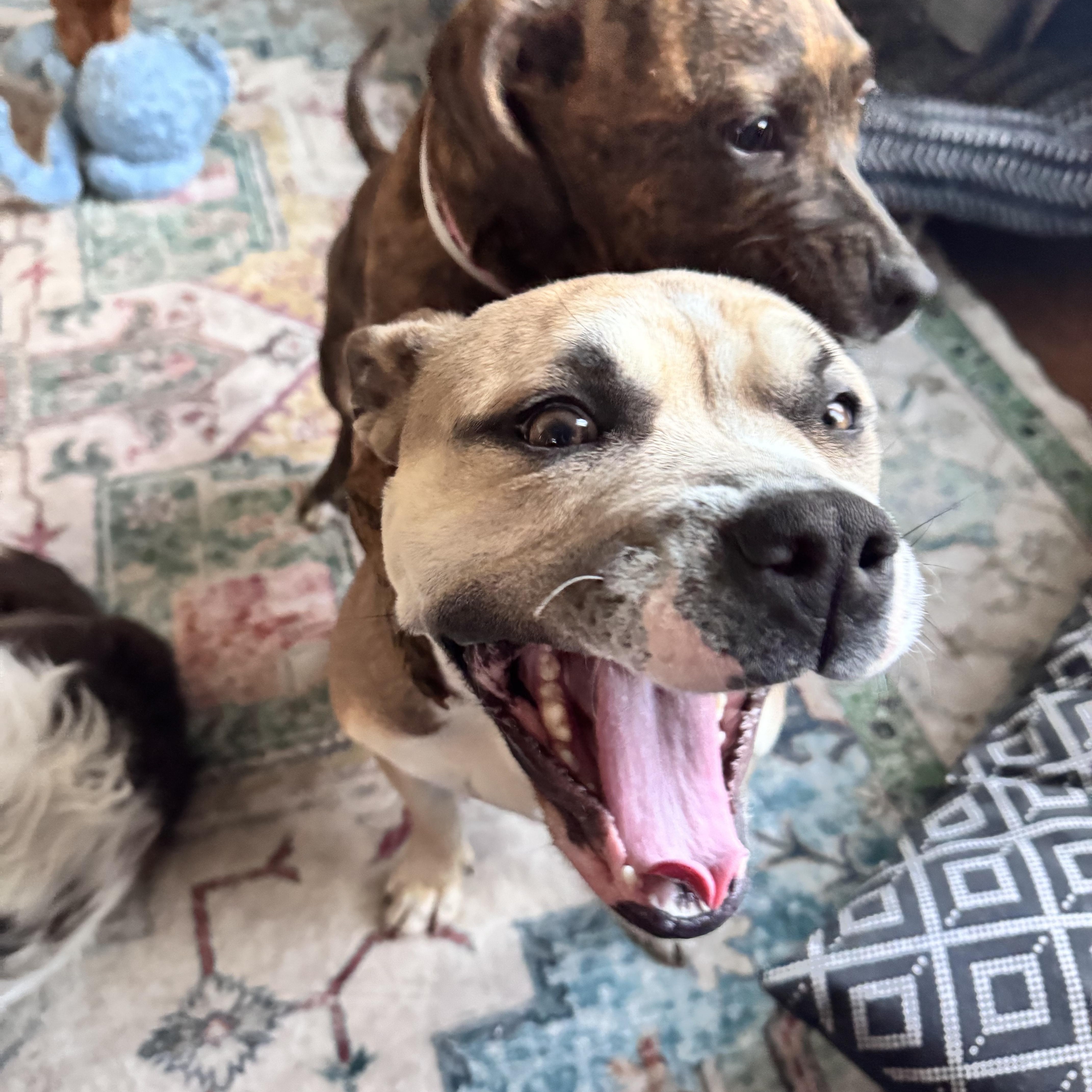 Alena, Adoptable, Young Female Pit Bull Terrier.