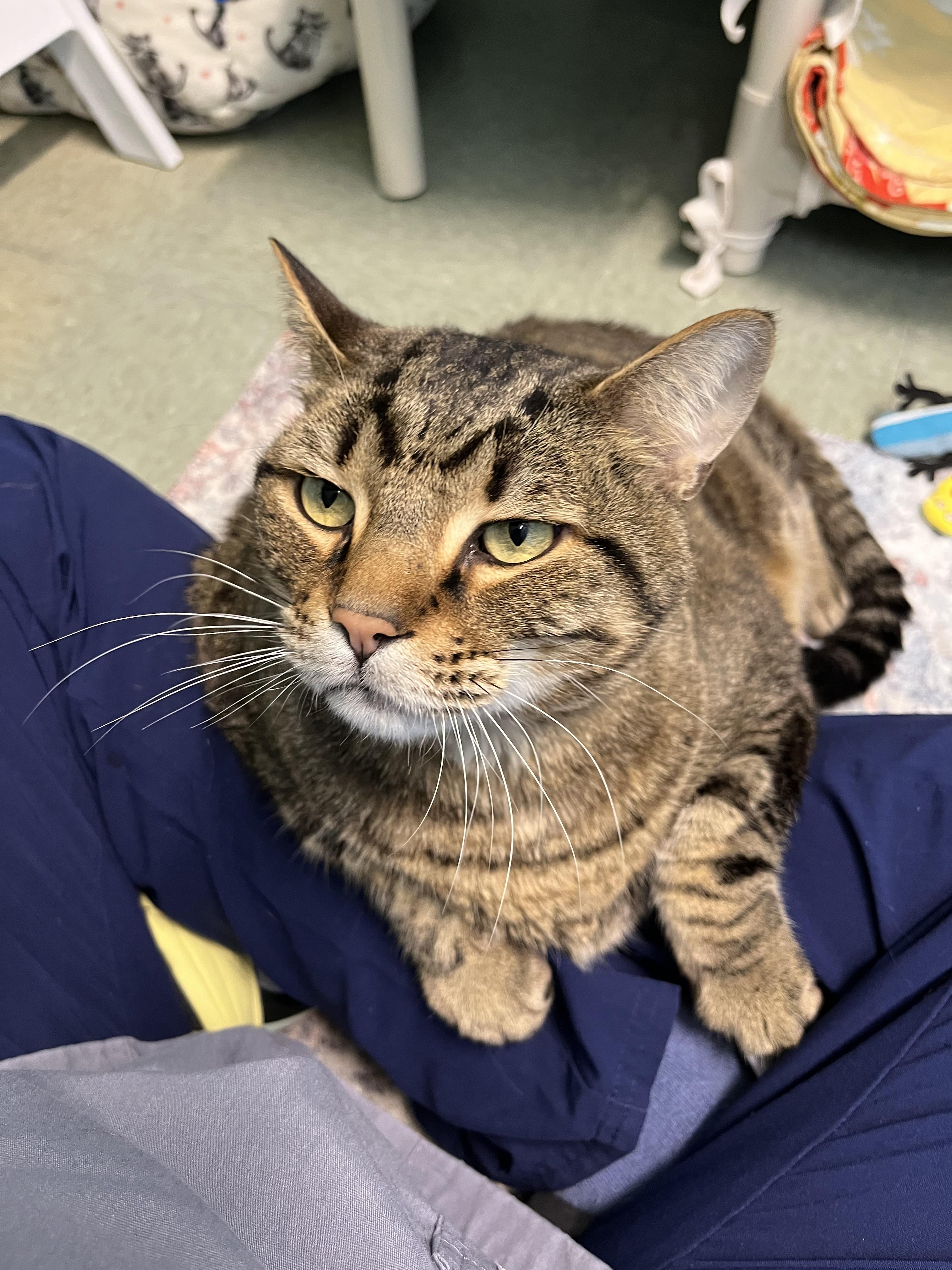 Wolverine (available from foster)