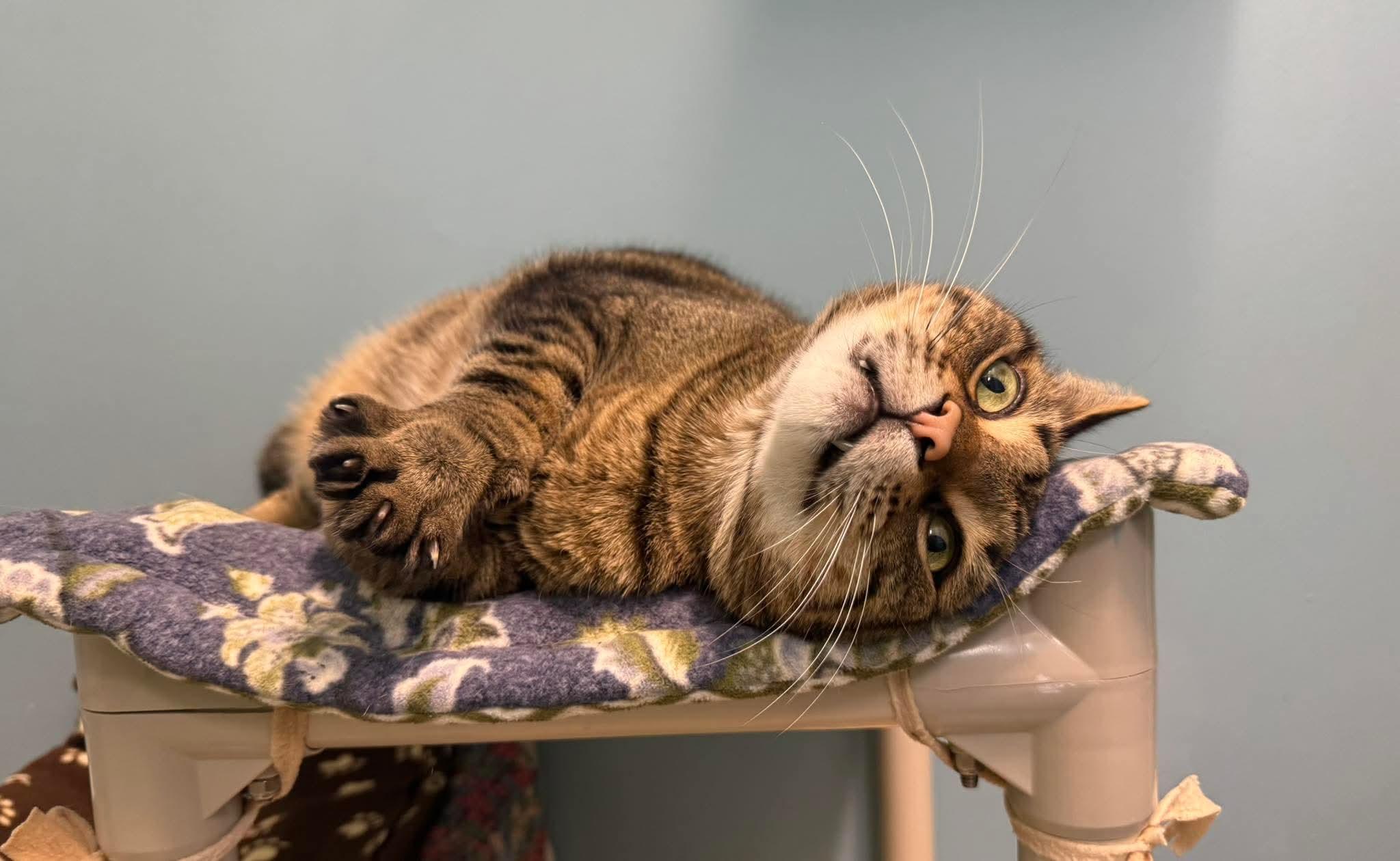 Wolverine (available from foster)