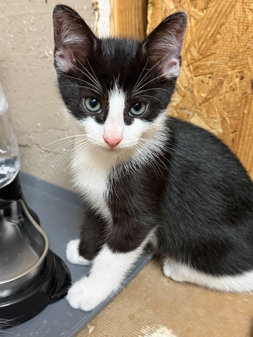 Skeeter, ADOPTABLE, Kitten Male Domestic Short Hair.