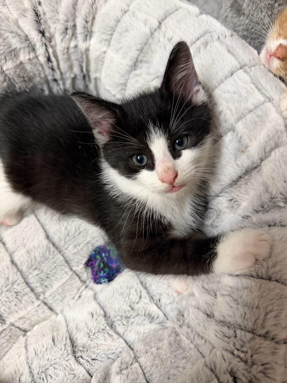 Enlarge Skeeter, a ADOPTABLE Domestic Short Hair in Terrell, TX image 4/4