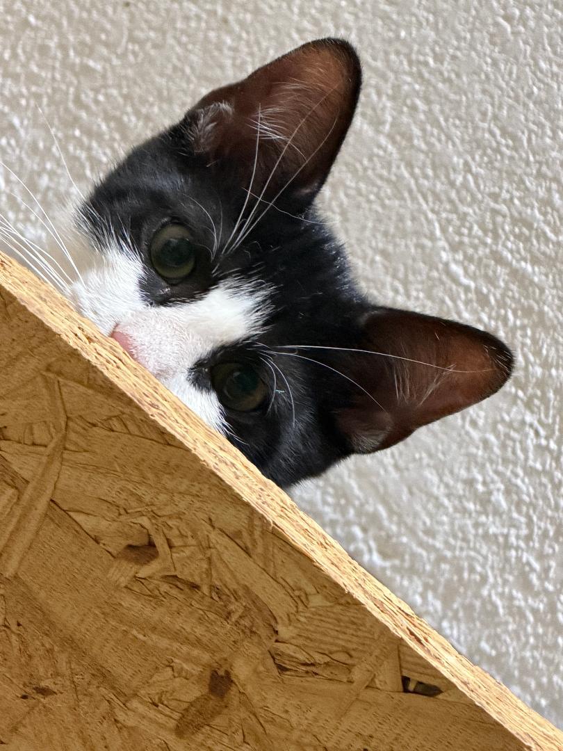 Skeeter, a ADOPTABLE Domestic Short Hair in Terrell, TX image 2/6