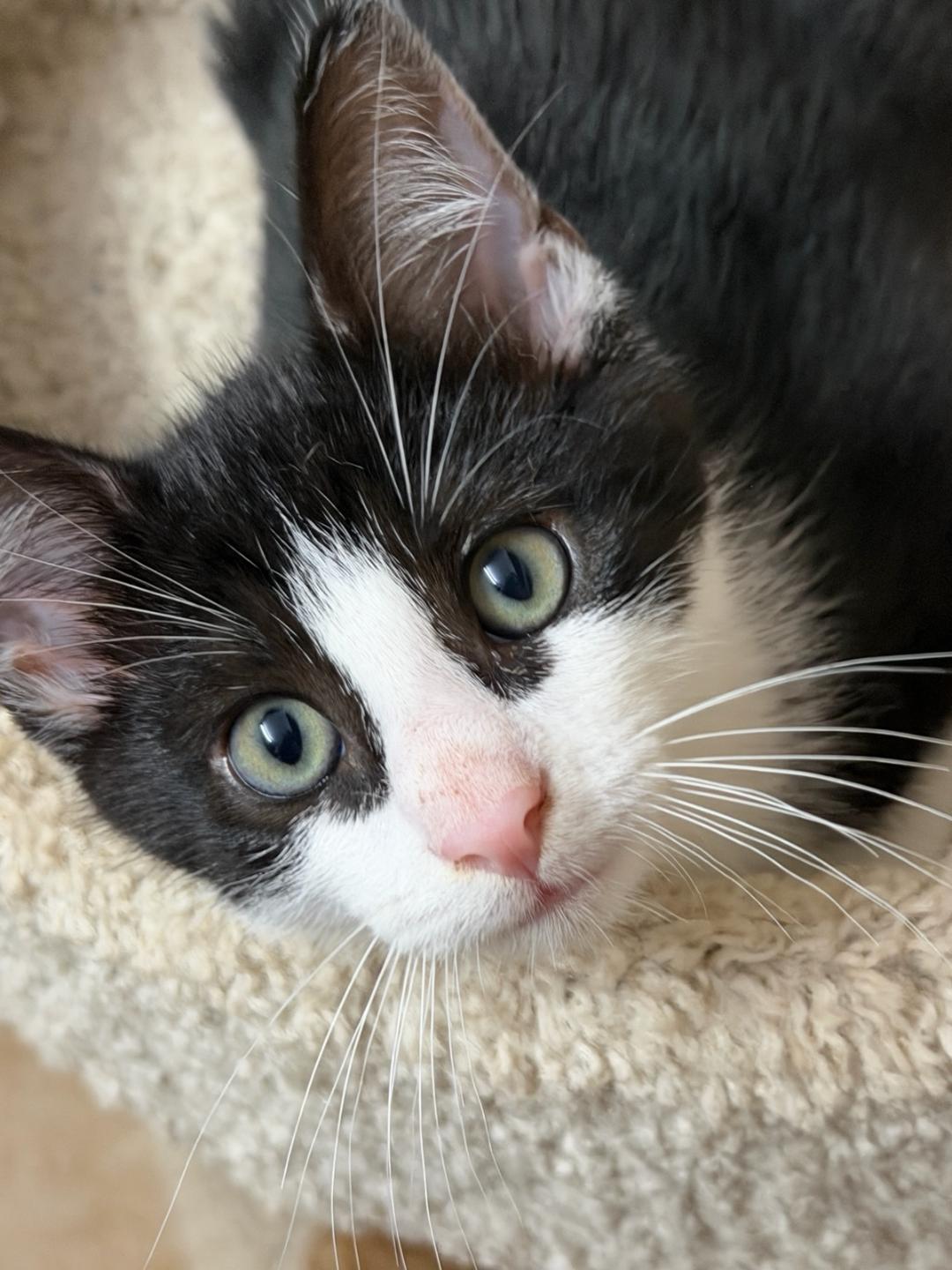 Skeeter, ADOPTABLE, Kitten Male Domestic Short Hair.
