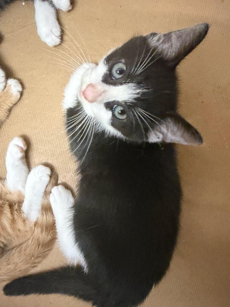 Enlarge Skeeter, a ADOPTABLE Domestic Short Hair in Terrell, TX image 2/4