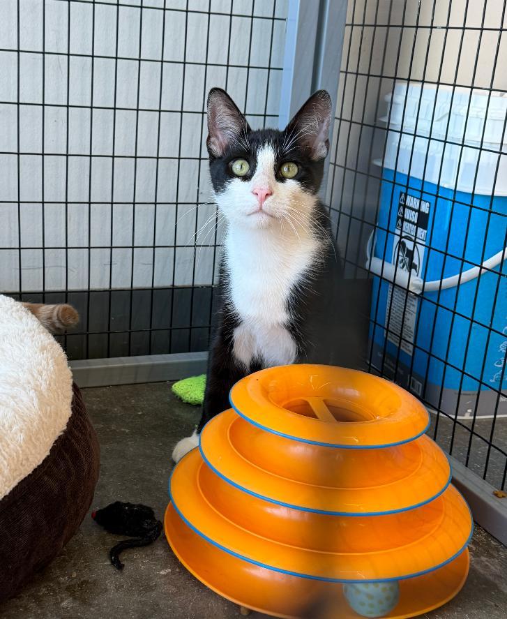 Skeeter, Adoptable, Young Male Domestic Short Hair.