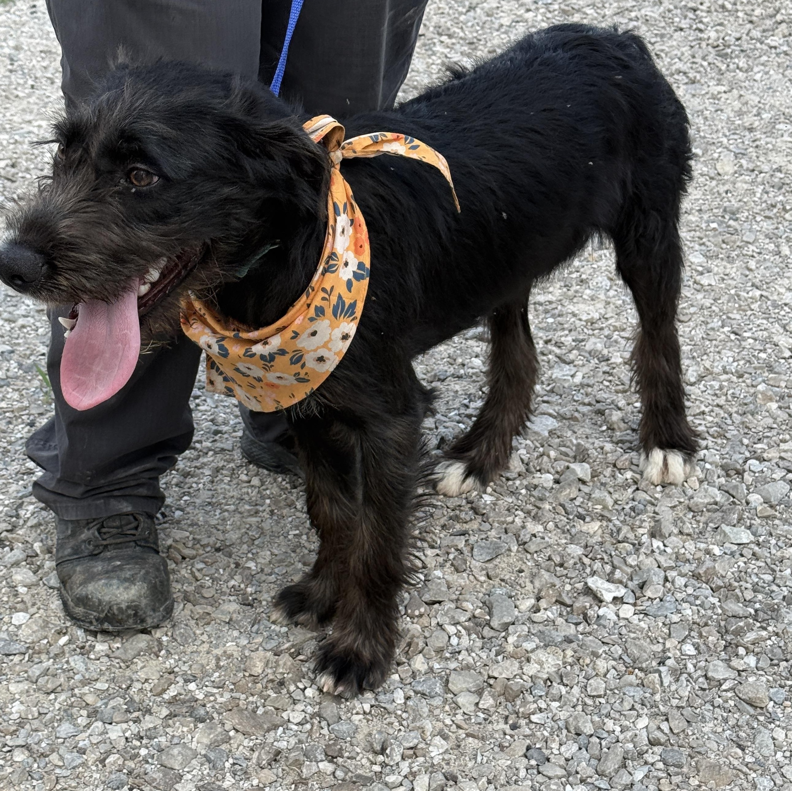 Enlarge Susie, an adoptable mixed breed in Jeffersonville, IN image 2/2