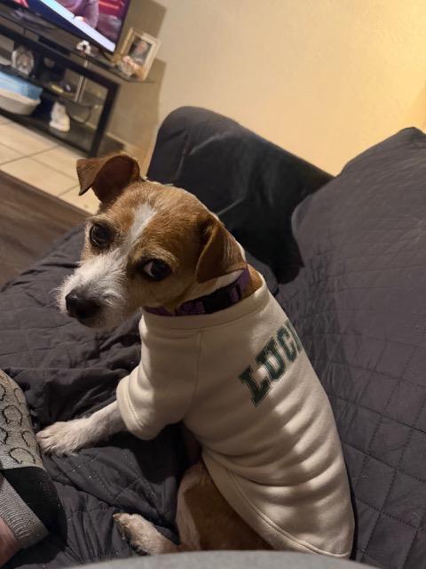 Enlarge BUSTER BEAR, a ADOPTABLE mixed breed in fort worth, TX image 2/6