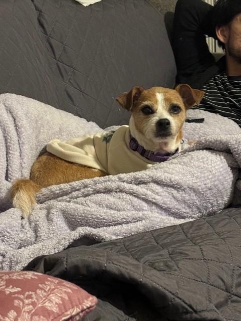 BUSTER BEAR, ADOPTABLE, Adult Male Jack Russell Terrier.