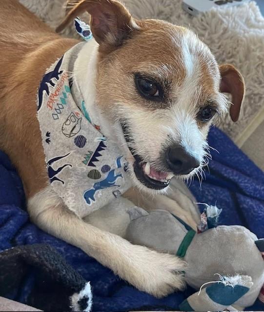 Enlarge BUSTER BEAR, a ADOPTABLE mixed breed in fort worth, TX image 5/6