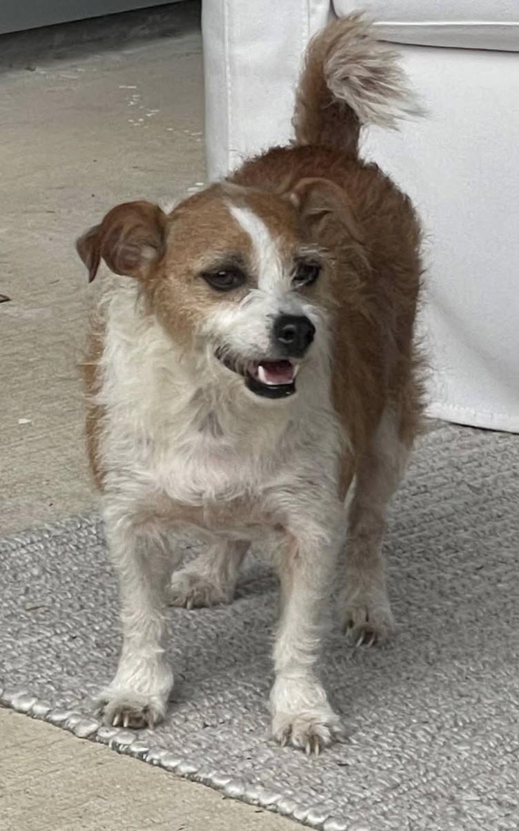 Enlarge BUSTER BEAR, a ADOPTABLE mixed breed in fort worth, TX image 4/6