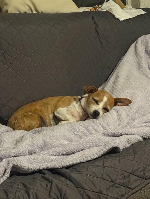 Enlarge BUSTER BEAR, a ADOPTABLE mixed breed in fort worth, TX image 6/6