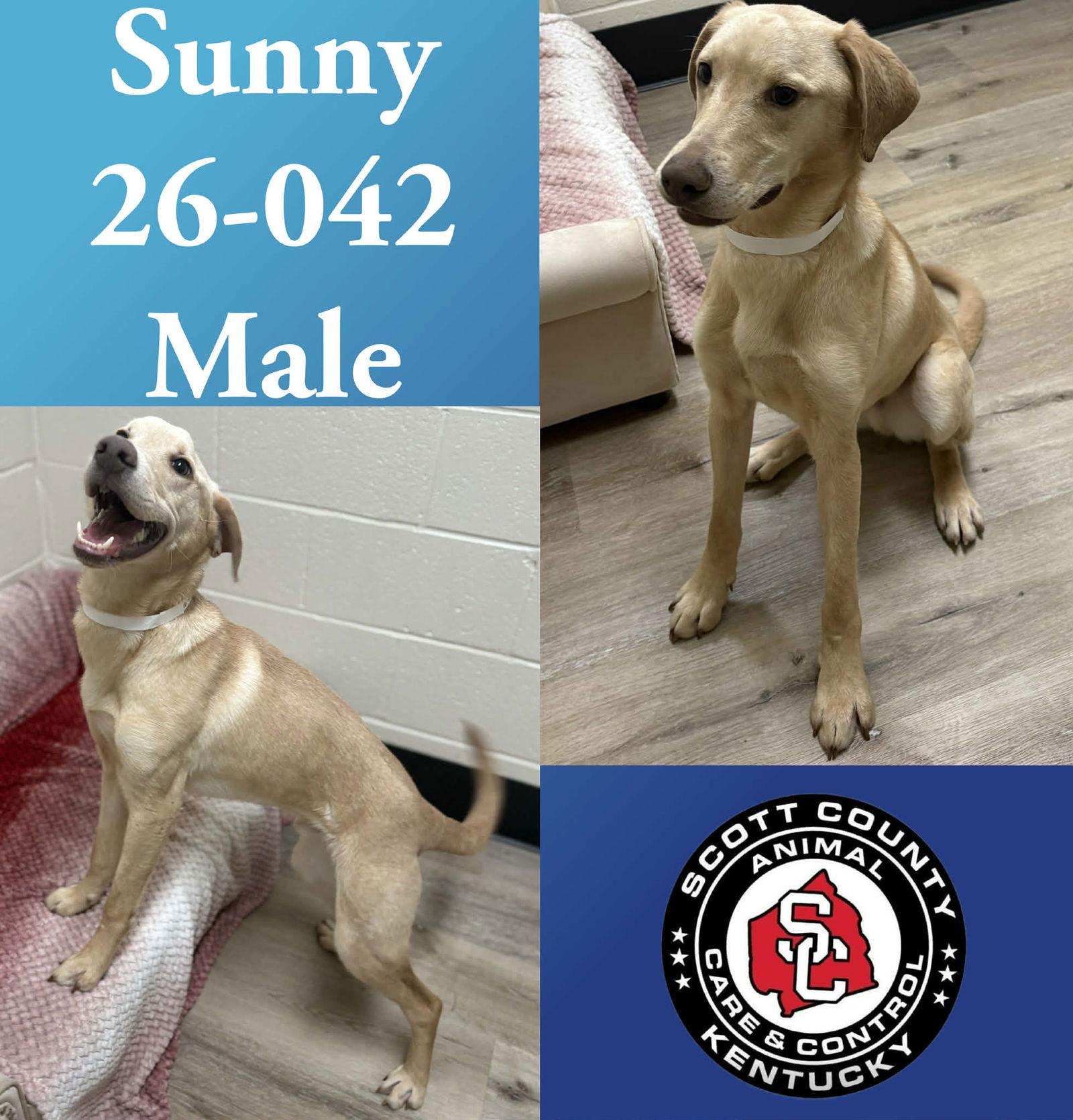 Sunny, Adoptable, Young Male Labrador Retriever.