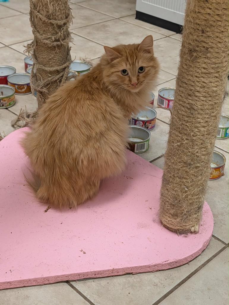 Cheyenne, Adoptable, Young Female Tabby.