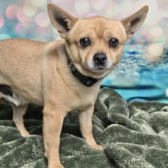 Kyle, ADOPTABLE, Adult Male Chihuahua.