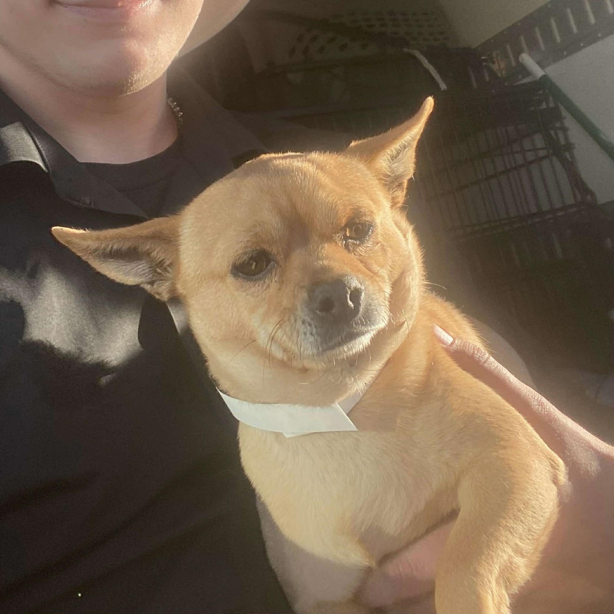 Kyle, a ADOPTABLE mixed breed in Boulder, CO image 4/4