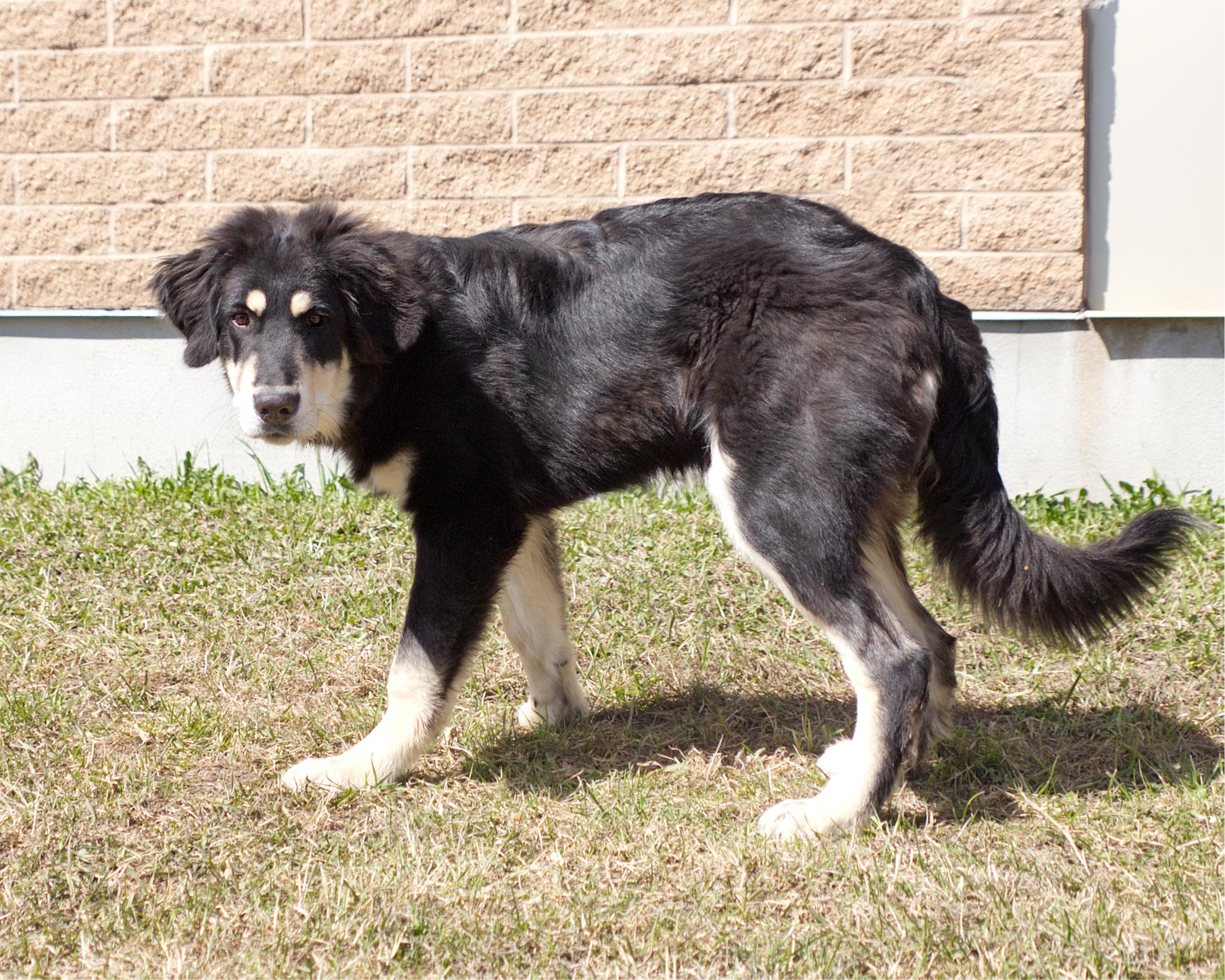 Enlarge Burt, an adoptable mixed breed in Winnipeg, MB image 2/3
