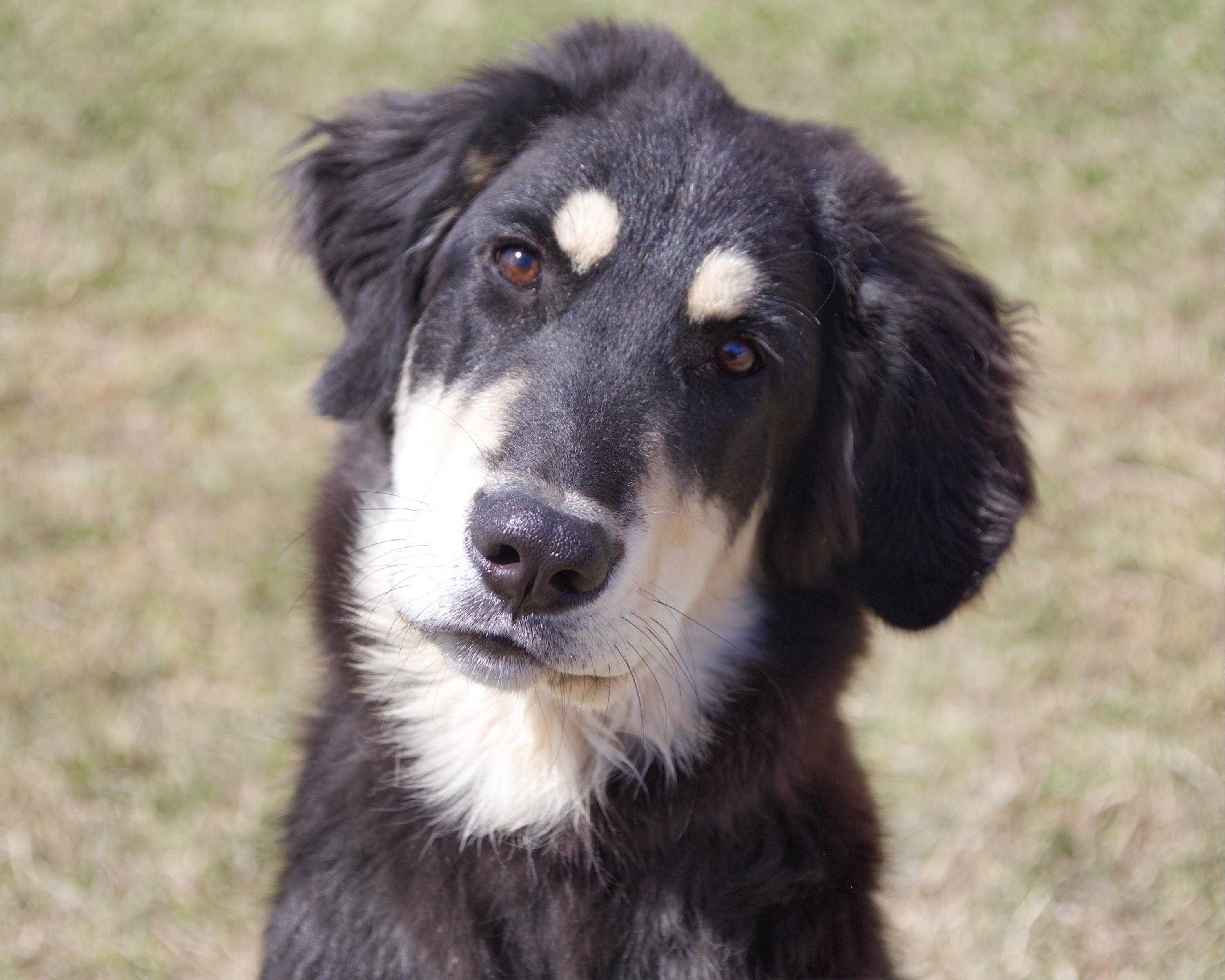 Burt, adoptable, Young Male Shepherd & Great Pyrenees.