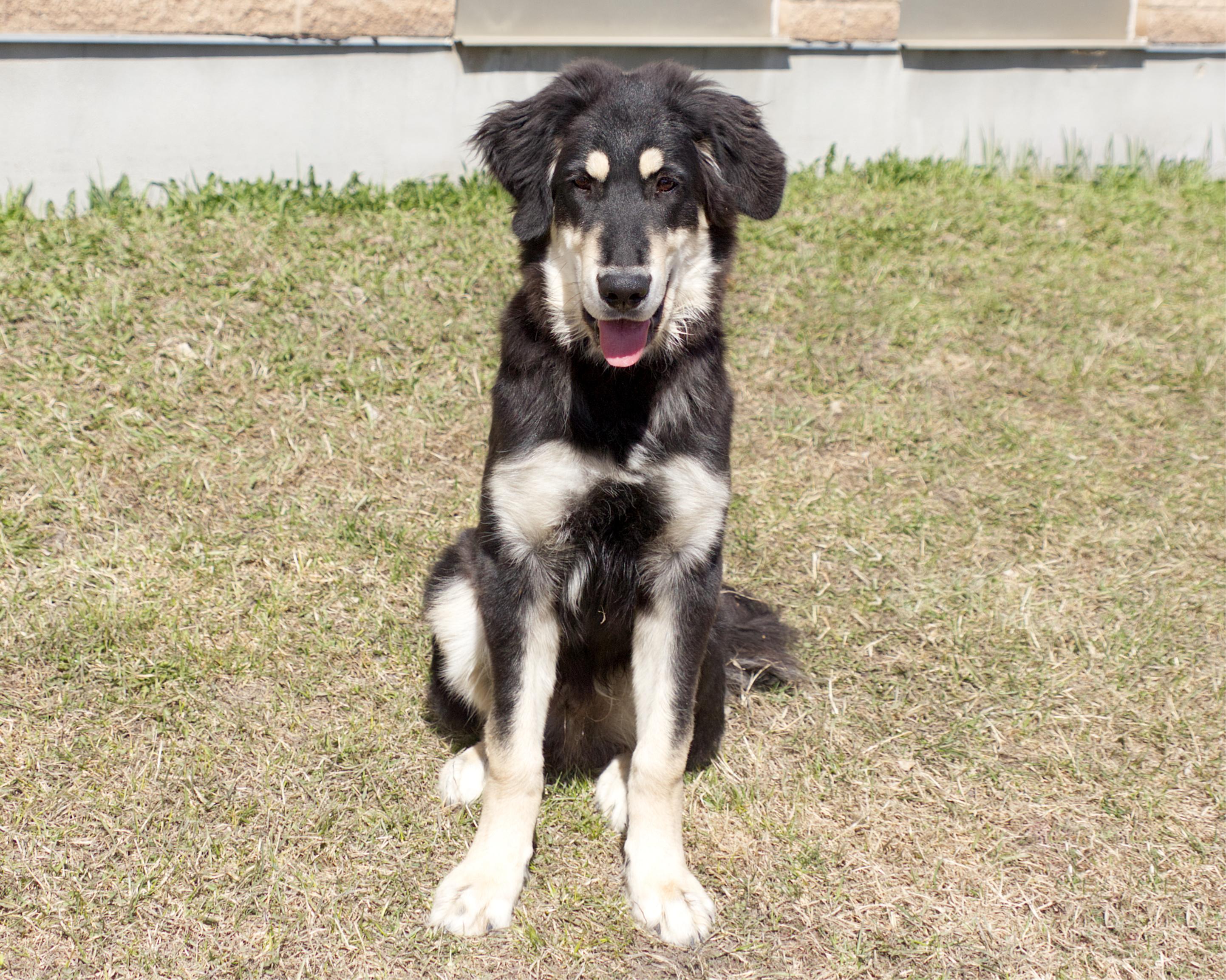 Enlarge Burt, an adoptable mixed breed in Winnipeg, MB image 3/3