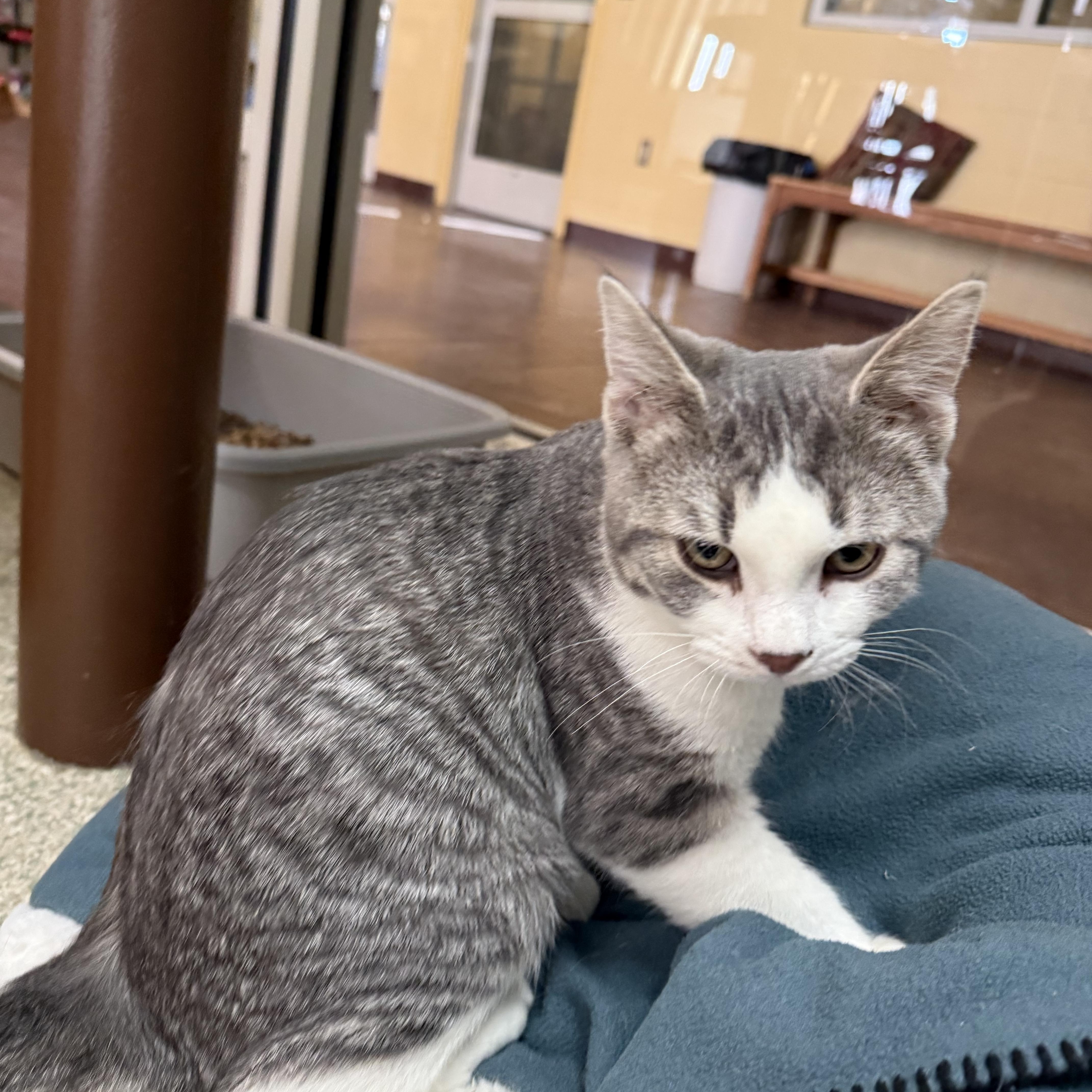 Def Leppard, adopted, Young Male Domestic Short Hair.