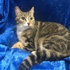 Enlarge Jinxy, a Adoptable Bengal in Gainesville, FL image 2/3