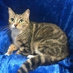 Enlarge Jinxy, a Adoptable Bengal in Gainesville, FL image 3/3