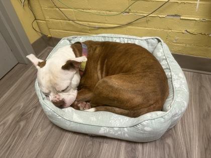 Enlarge Nipsey, a Adoptable mixed breed in Norfolk, VA image 1/3