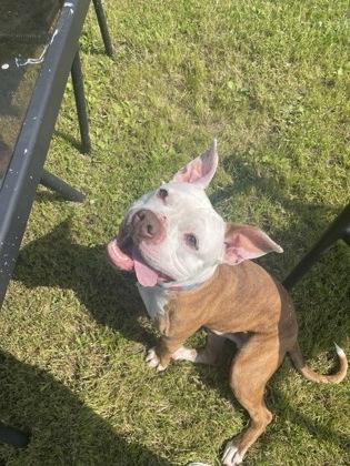 Enlarge Nipsey, a Adoptable mixed breed in Norfolk, VA image 2/3