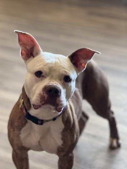 Enlarge Nipsey, a Adoptable mixed breed in Norfolk, VA image 3/3