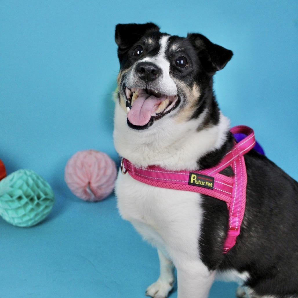 Enlarge Evie, a Adoptable Terrier in Austell, GA image 1/6