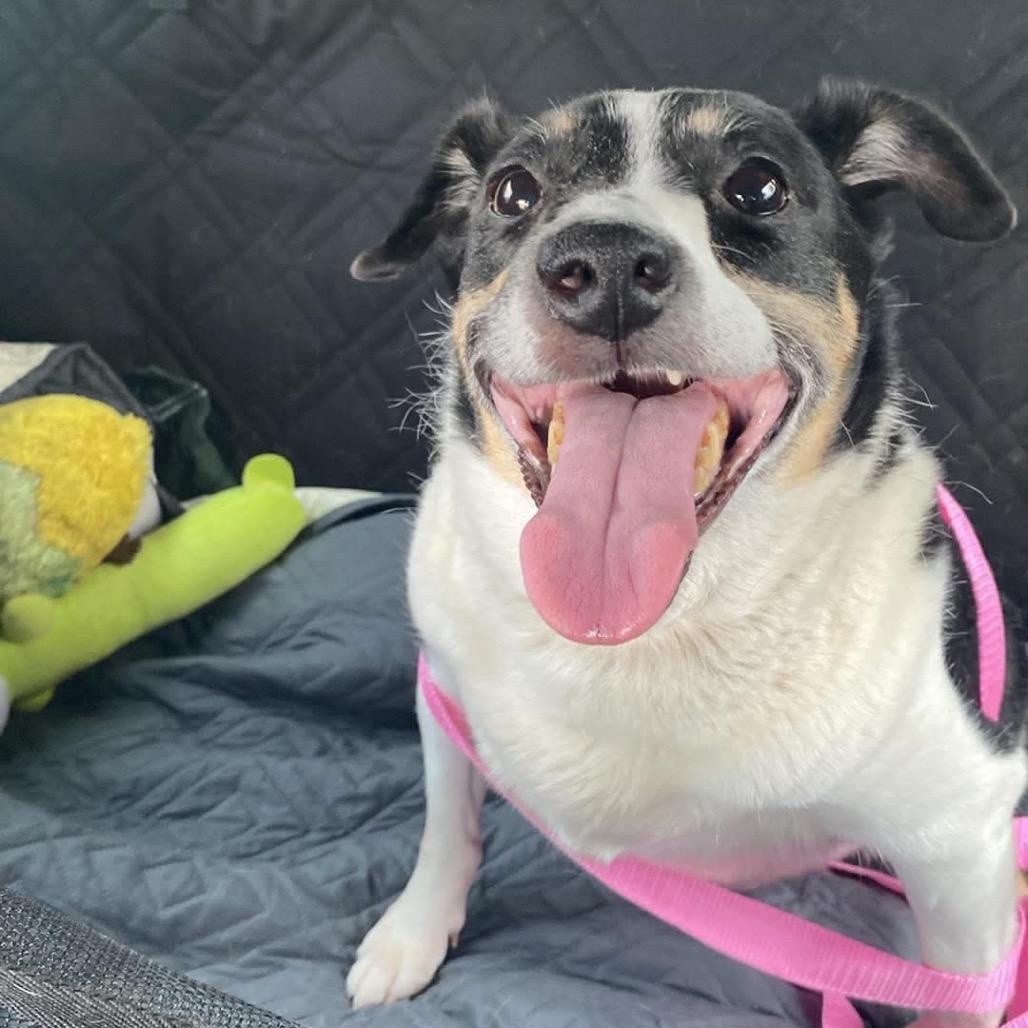 Enlarge Evie, a Adoptable Terrier in Austell, GA image 2/6