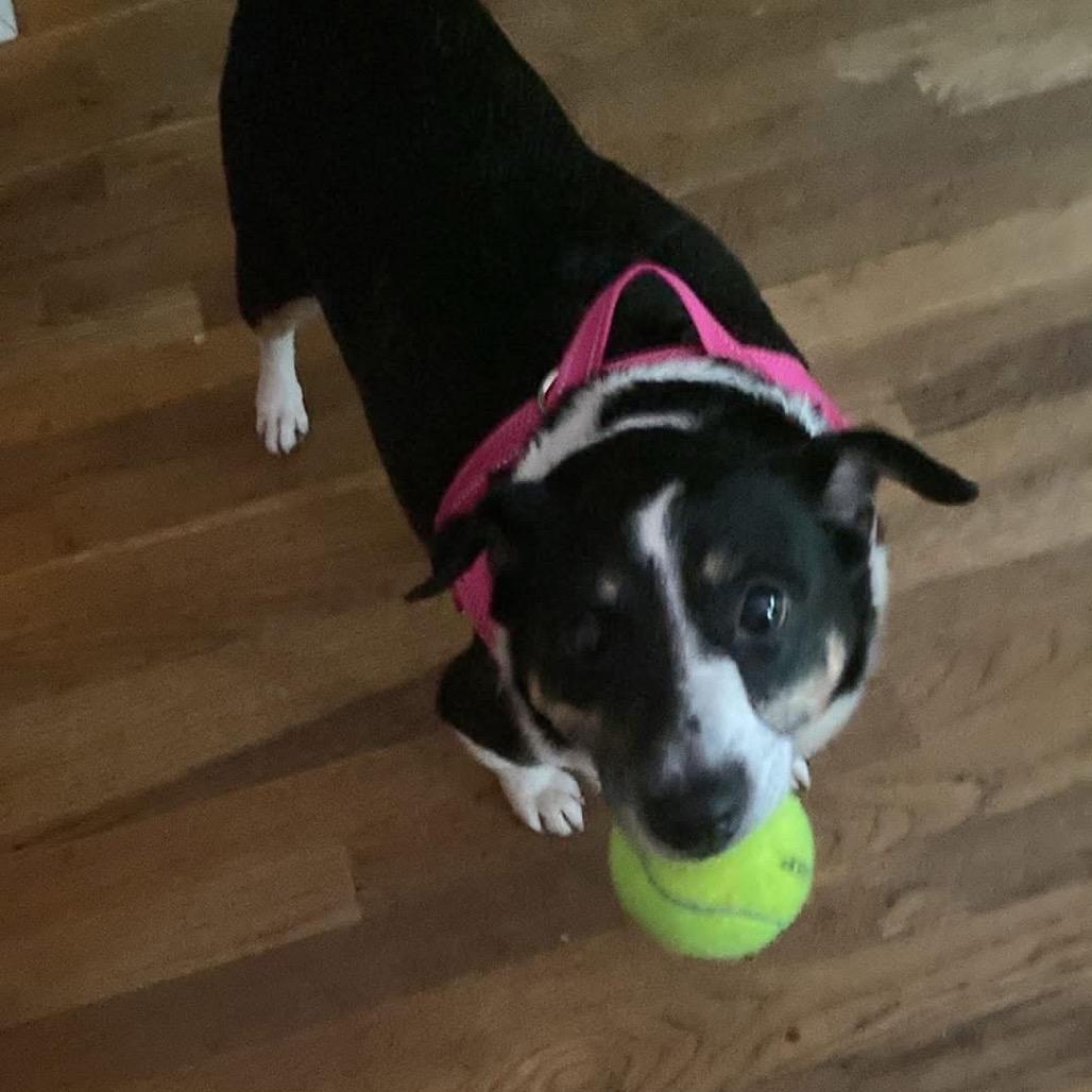 Enlarge Evie, a Adoptable Terrier in Austell, GA image 3/6
