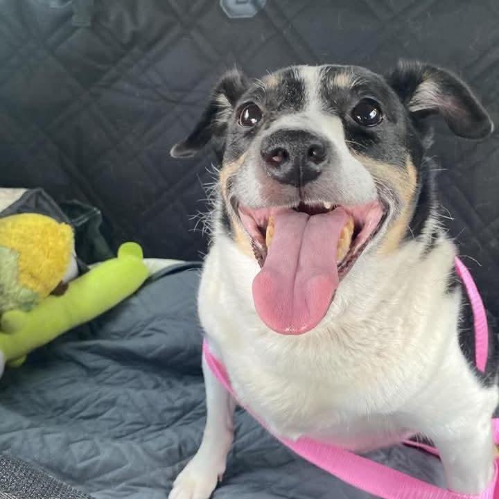 Enlarge Evie, a Adoptable Terrier in Austell, GA image 5/6