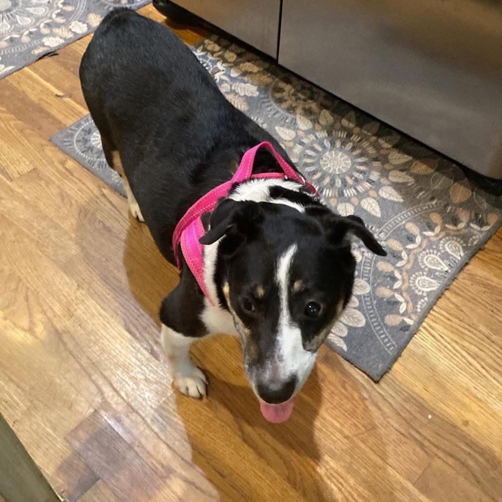 Enlarge Evie, a Adoptable Terrier in Austell, GA image 6/6