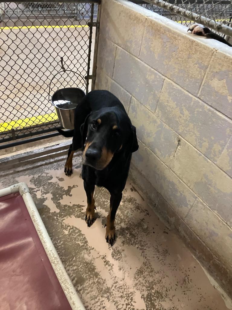 Milky Way, Adoptable, Adult Male Doberman Pinscher.