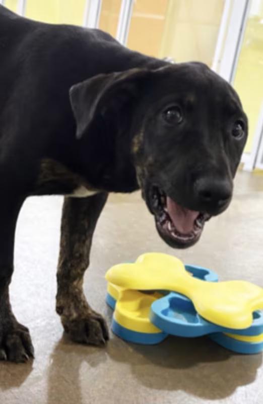Enlarge Badger, a ADOPTABLE mixed breed in Morganton, NC image 1/3