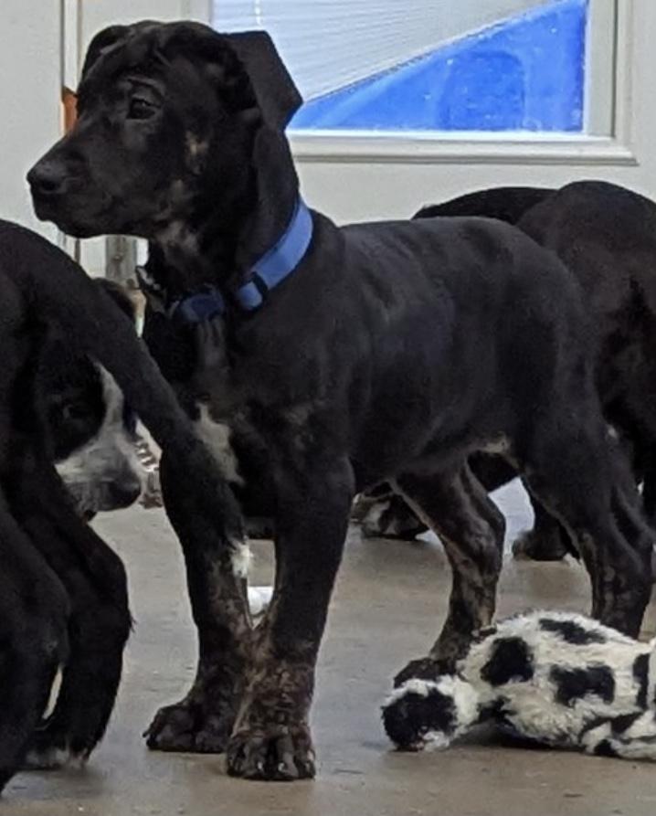 Enlarge Badger, a ADOPTABLE mixed breed in Morganton, NC image 2/3