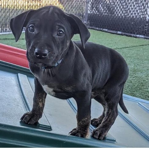 Badger, ADOPTABLE, Puppy Male Boxer & Labrador Retriever.