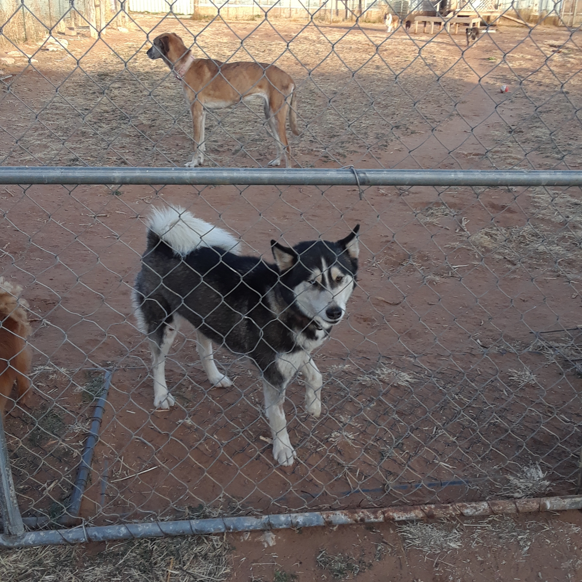 Hollie, a Adoptable Siberian Husky in Anton, TX image 1/10