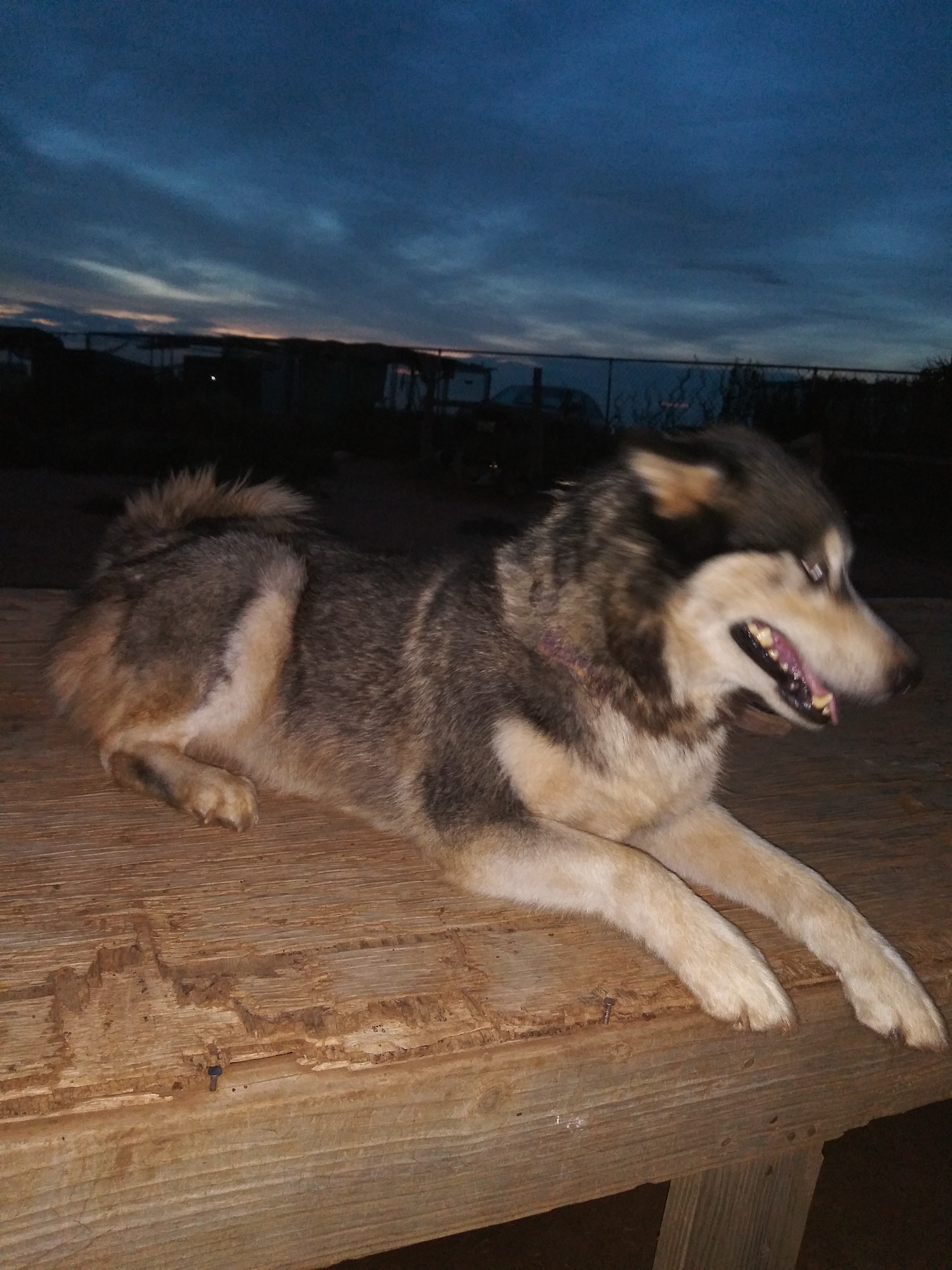 Hollie, a Adoptable Siberian Husky in Anton, TX image 2/10