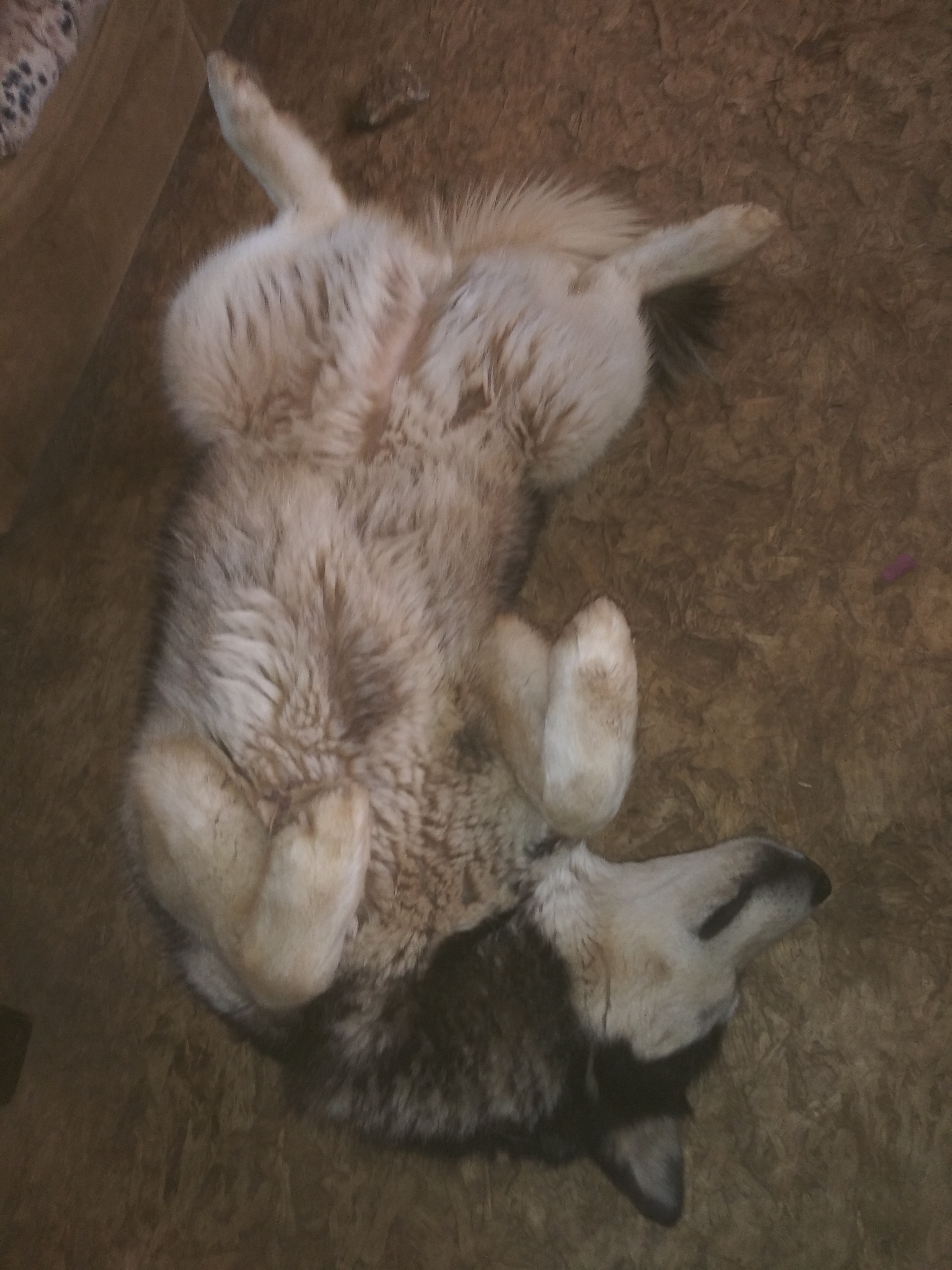 Hollie, a Adoptable Siberian Husky in Anton, TX image 3/10