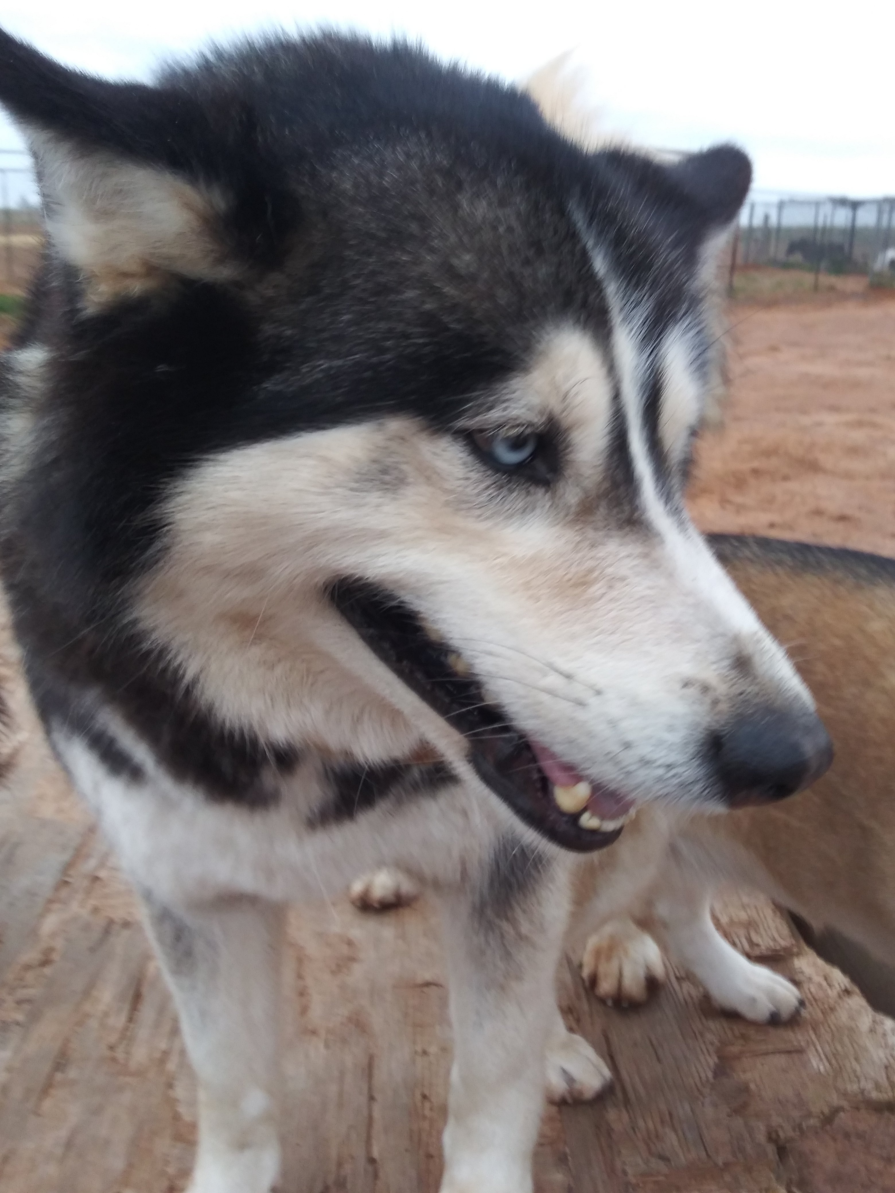 Hollie, a Adoptable Siberian Husky in Anton, TX image 4/10