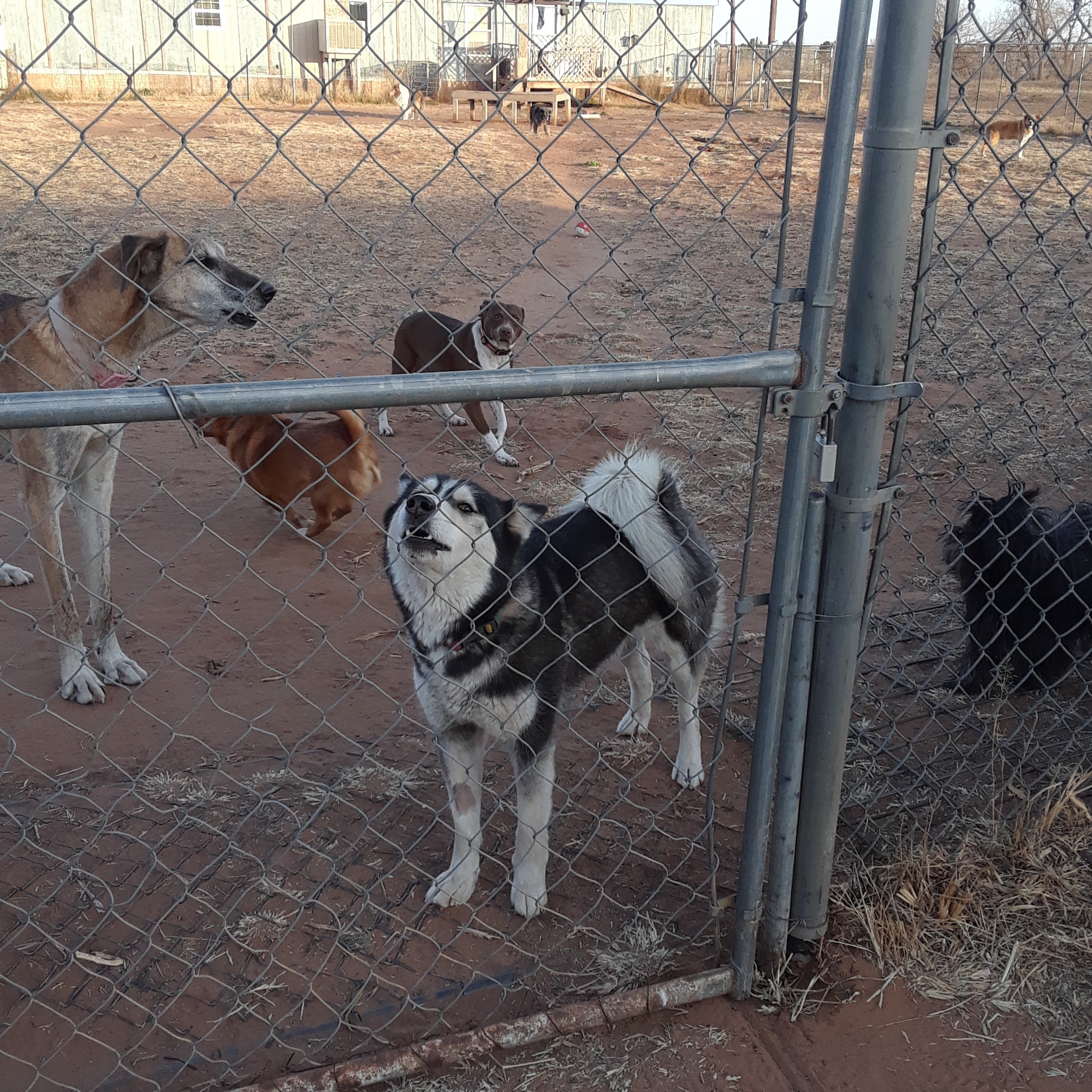 Hollie, a Adoptable Siberian Husky in Anton, TX image 5/10