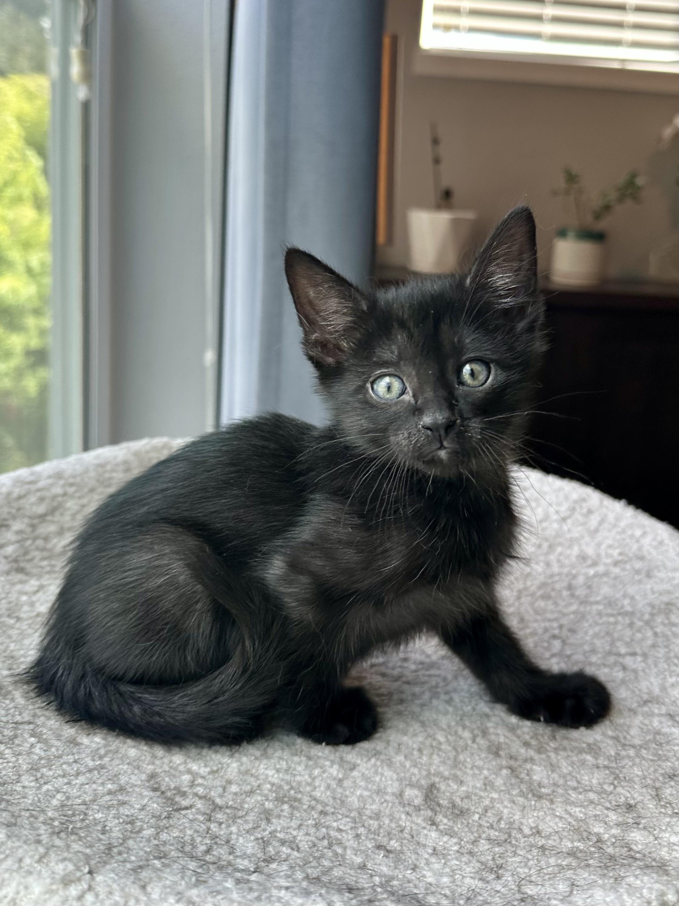 Nova