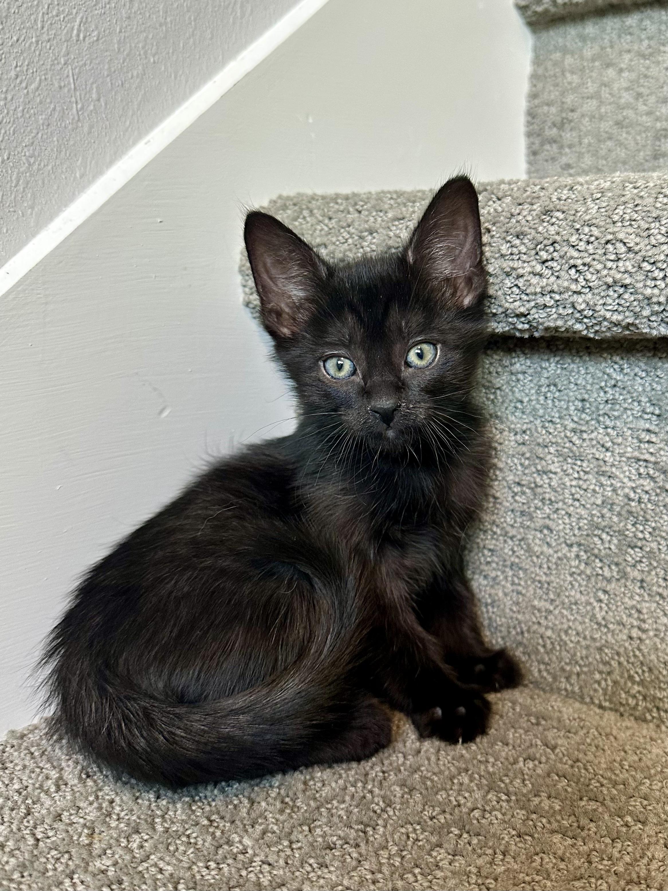 Nova