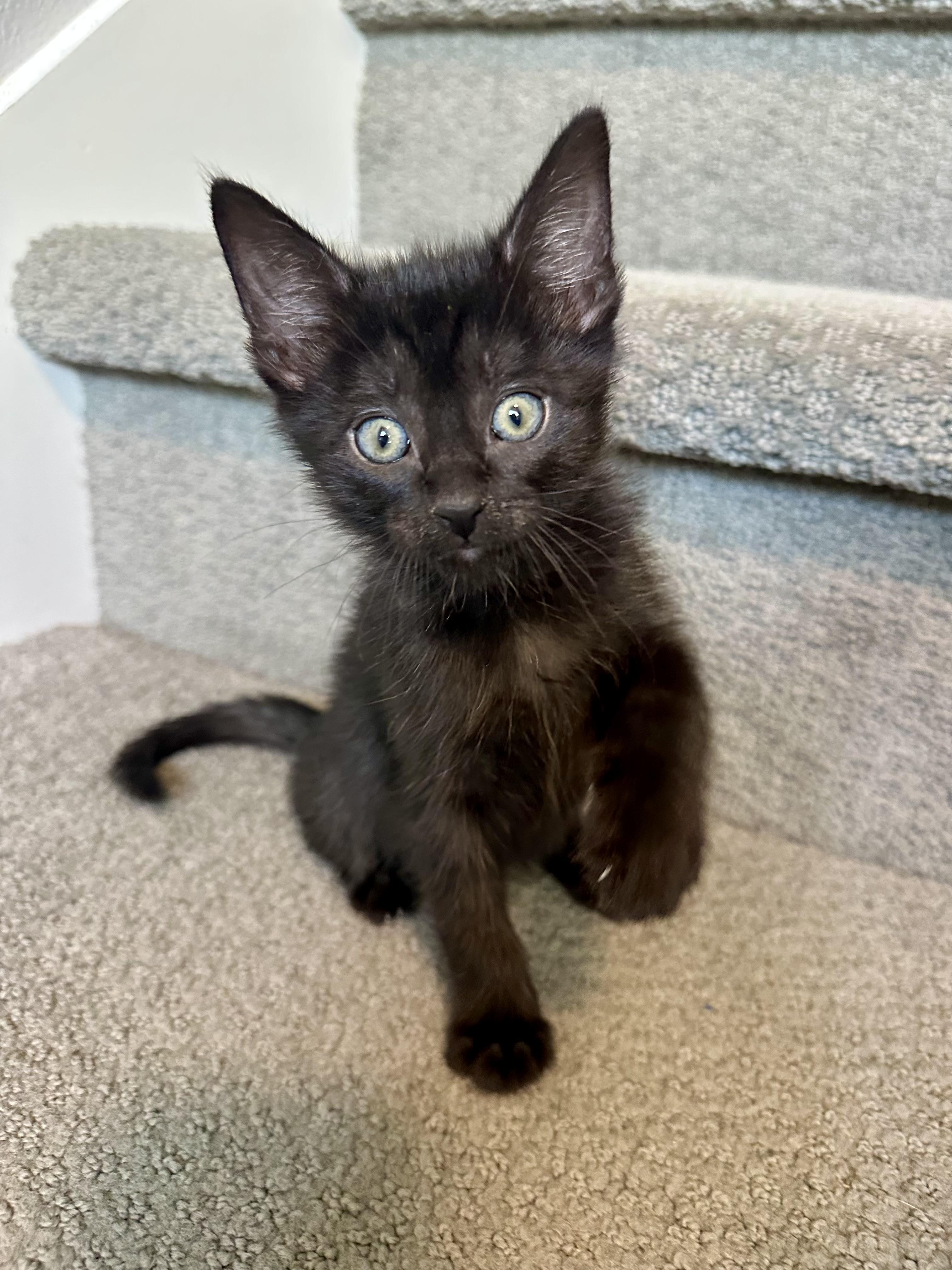 Nova