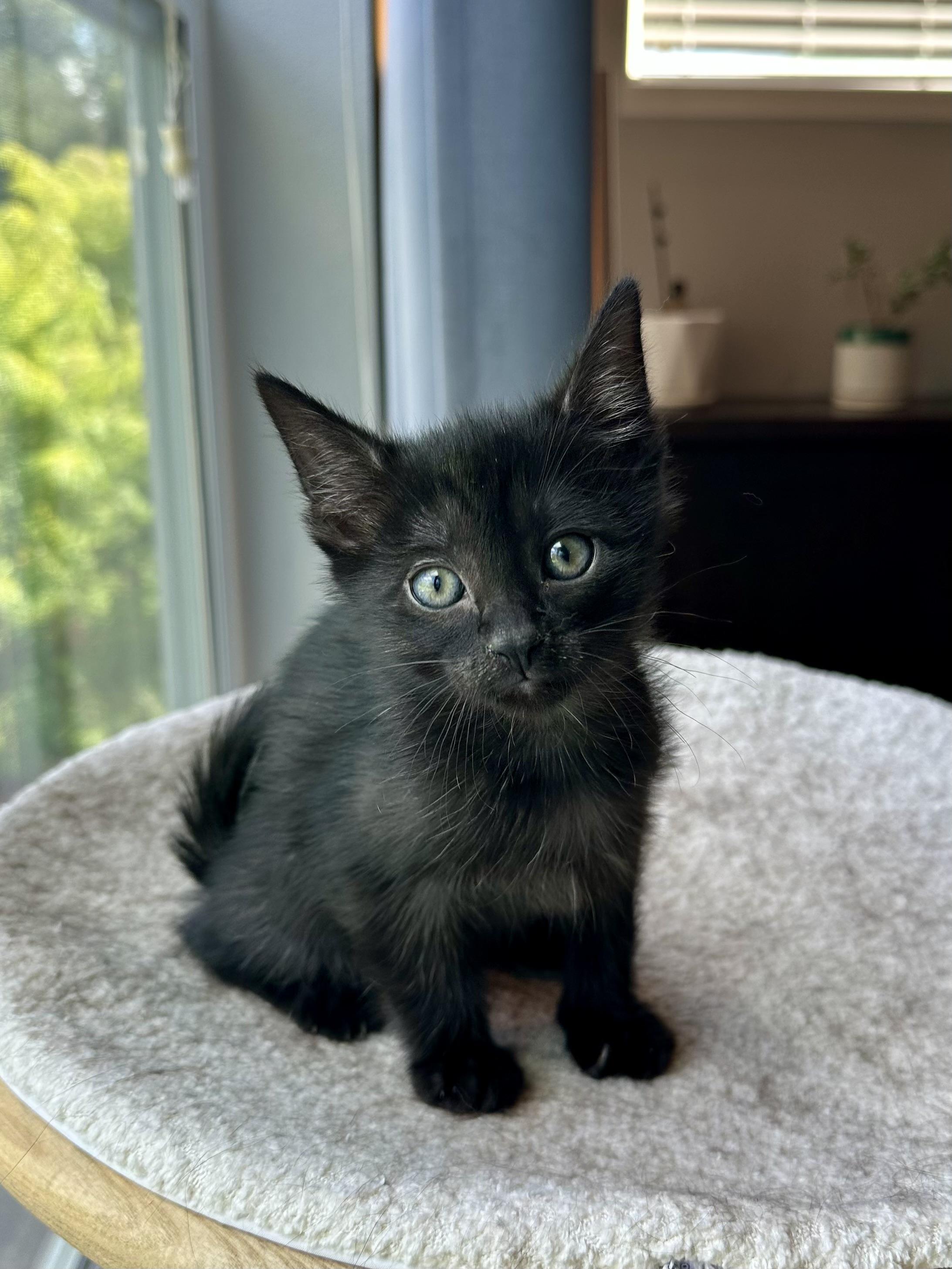Nova